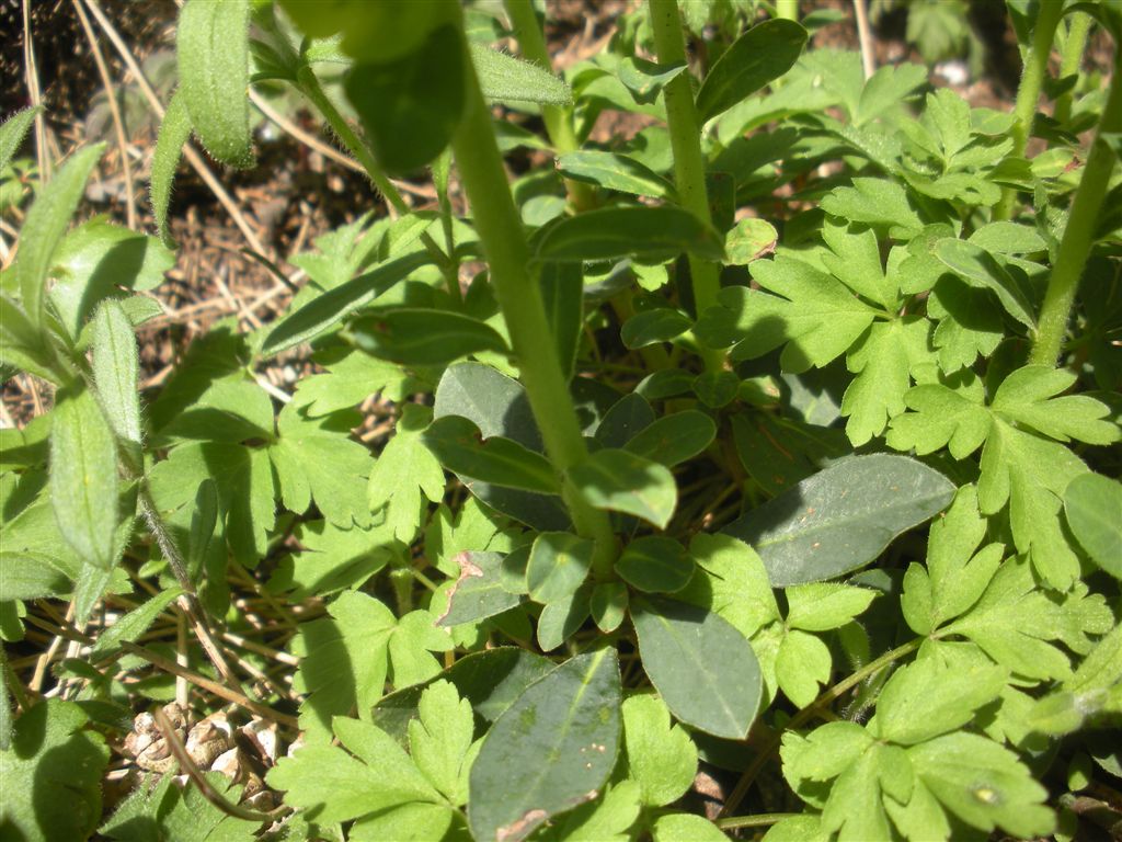 Euphorbia amygdaloides